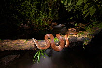 Rainbow boa (Epicrates cenchria) on log above river in cloud forest. Arenal, Costa Rica. Controlled conditions.