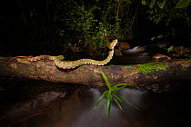 Eyelash pit viper (Bothriechis schlegelii) crossing over river in cloud forest. Arenal, Costa Rica.