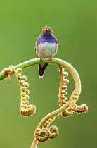 Volcano hummingbird (Selasphorus flammula) male perched on Fern frond. Talamanca Mountains, Costa Rica.