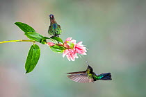 Fiery-throated hummingbird (Panterpe insignis), two, with one nectaring on flower. Costa Rica.