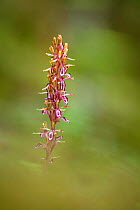 Pacific coralroot (Corallorhiza mertensiana). Banff National Park, Alberta, Canada. June.