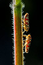 Sharpshooter leaf hopper (Agrosoma placetis), two on stem. San Jose, Costa Rica.