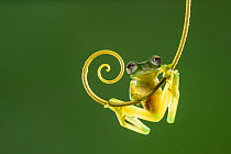 Emerald glass frog (Espadarana prosoblepon). Arenal, Costa Rica.