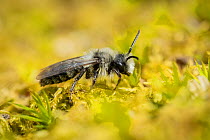 Grey mining bee (Andrena cineraria). Uplyme, Devon, England, UK. April.