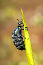 Violet oil beetle (Meloe violaceus). Uplyme, Devon, England, UK. April.