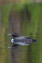 Common loon (Gavia immer) on a boreal forst lake. British Columbia, Canada. June.
