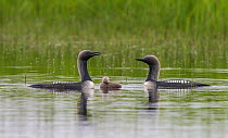 Pacific loons (Gavia pacifica) on tundra pond with chick, Nome, Alaska, USA, July.