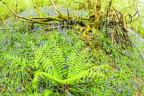 Bluebells (Hyacinthoides non-scripta) and a Male Fern (Dryopteris filix-mas) dominate the ground cover in spring in a deciduous wood, Prior's Wood, Avon Wildlife Trust reserve, near Bristol, UK, April...