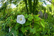 Greater bindweed (Calystegia sepum) on gravestone, Arnos Vale Cemetery, now disused, overgrown and a refuge for nature. Bristol, England, UK, June 2019,