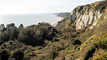 Hooken Undercliff, a massive landslip on the Jurassic Coast, that happened in 1790, now colonised by scrub and woodland, Devon, UK, March 2020,