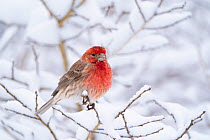 House finch (Carpodacus mexicanus) male in breeding plumage perched amid snow-covered branches in winter, Ithaca, New York, USA, February.