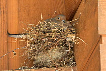 Mourning dove (Zenaida macroura) incubating on nest in corner of a building. The dove nest has been built on top of two old nests (possibly of American Robin and/or House Finch) from previous years, I...
