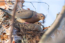 Mourning dove (Zenaida macroura) pair at nest, male has brought nest material (rootlets) and is leaning over incubating female to add it to the nest. Ithaca, New York, USA, April.