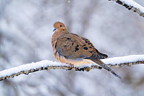 Mourning dove (Zenaida macroura) perched on snow-covered branch in winter, Ithaca, New York, USA, February.