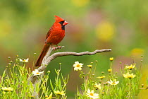 Northern cardinal (Cardinalis cardinalis) male in a late summer garden setting, Coreopsis sp. flowers around the perch, New York, USA, August.
