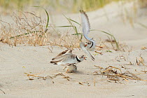 Piping Plovers (Charadrius melodus), three during aggressive territorial interaction near nest site on beach in spring, northern Massachusetts coast, USA. April.