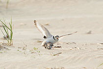 Piping plovers (Charadrius melodus), male and female copulating near nest site on beach, northern Massachusetts coast, USA. April.
