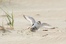 Piping plovers (Charadrius melodus), male and female copulating near nest site on beach, northern Massachusetts coast, USA. April.