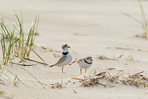 Piping plovers (Charadrius melodus), male approaching female while performing goose-stepping display before copulation, near nest site on beach, northern Massachusetts coast, USA, April.