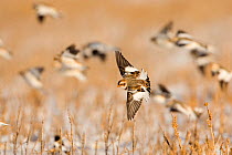 Snow Bunting (Plectrophenax nivalis) banking in flight over snow-covered field, others flying in the background, Ithaca, New York, USA Digitally retouched image (distraction removed from background)