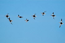 Buffleheads (Bucephala albeola), courtship flight in which several males chase a female (fourth from left) at high speed through the air, early spring, Aurora, New York, USA. Digitally manipulated rig...