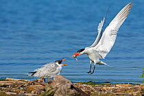 Caspian terns (Sterna caspia), adult arrives with fish to feed begging juvenile, late summer, Cayuga Lake, Ithaca, New York, USA, August.