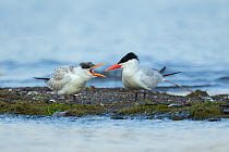 Caspian terns (Sterna caspia), juvenile (left) begging from adult in late summer, Cayuga Lake, Ithaca, New York, USA, August.