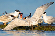 Caspian terns (Sterna caspia), aggressive interaction between adult (facing viewer) and juvenile, Cayuga Lake, Ithaca, New York, USA, August.