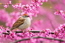 Chipping sparrow (Spizella passerina), adult perched in flowering eastern redbud in spring, New York, USA, May.