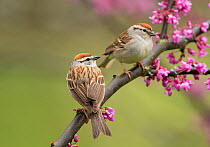 Chipping sparrows (Spizella passerina), pair perched in flowering eastern redbud in spring, New York, USA, May.