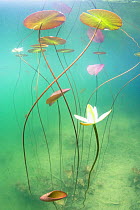 Waterlily (Nymphaea alba) flower underwater in a lake. Ain, Alps, France