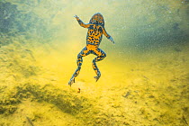 Yellow-bellied toad (Bombina variegata) underwater in Thurignin Canyon, Seran river. Alps, France, August.