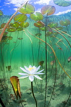 Water lily (Nymphaea alba) flower underwater in lake, Ain, Alps, France, June. Winner of the Gold Medal in the Nature Category of the Tokyo International Photo Award 2019.