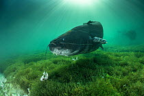 Giant wels catfish (Silurus glanis), longer than two meters, swimming above the bottom of the lake of Neuchatel, Switzerland.