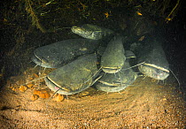 Group of Wels catfish (Silurus glanis) at the bottom of a river. River Loire, Indre-et-Loire, France. October.
