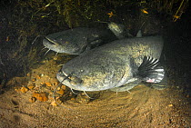 Group of Wels catfish (Silurus glanis) a tthe bottom of a river. River Loire, Indre-et-Loire, France. October.