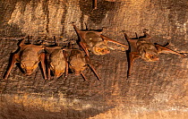 Naked-rumped tomb bats (Taphazhopus theobaldi), roosting on wall of 6th AD century old Shiv temple. Badami , Karanataka, India
