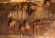 Naked-rumped tomb bats (Taphazhopus theobaldi), in 6th century AD old Shiv temple. Badami , Karanataka, India