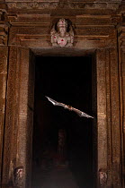Naked-rumped tomb bats (Taphazhopus theobaldi), flying out of Garbhgriha stone carved door of 6th century AD old Shiv temple. Badami , Karanataka, India