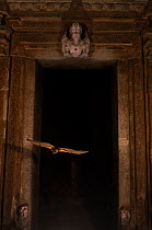 Naked-rumped tomb bats (Taphazhopus theobaldi), flying out of Garbhgriha stone carved door of 6th century AD old Shiv temple. Badami , Karanataka, India