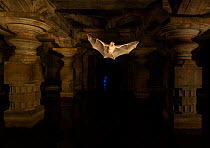 Schneider&#39;s leaf-nosed bats (Hipposideros sperosis) in half submerged old temple ruins. Hampi World UNESCO Heritage Site, Karnataka, India