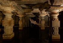 Schneider&#39;s leaf-nosed bats (Hipposideros sperosis) in half submerged old temple ruins. Hampi World UNESCO Heritage Site, Karnataka, India