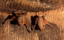 Naked-rumped tomb bats (Taphazhopus theobaldi), roosting on wall of 6th AD century old Shiv temple. Badami, Karanataka, India