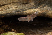 Schneider&#39;s leaf-nosed bat (Hipposideros speoris), flying out of its roosting cave at dusk. Karanataka, India