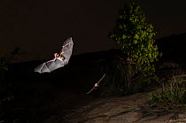 Schneider&#39;s leaf-nosed bat (Hipposideros speoris), flying out of its roosting cave at dusk. Karanataka, India