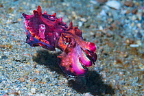Pfeffer&#39;s flamboyant cuttlefish (Metasepia pfefferi) juvenile. Lembeh Strait, North Sulawesi, Indonesia.