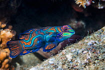Mandarinfish (Synchiropus splendidus). Lembeh Strait, North Sulawesi, Indonesia.