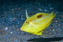 Shortsnout filefish (Paramonacanthus curtorhynchos). Lembeh Strait, North Sulawesi, Indonesia.