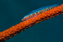 Large whip goby (Bryaninopsis amplus) on whip coral. Lembeh Strait, North Sulawesi, Indonesia.