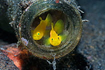 Yellow pygmy goby (Lubricogobius exiguus) in a discarded bottle. Lembeh Strait, North Sulawesi, Indonesia.